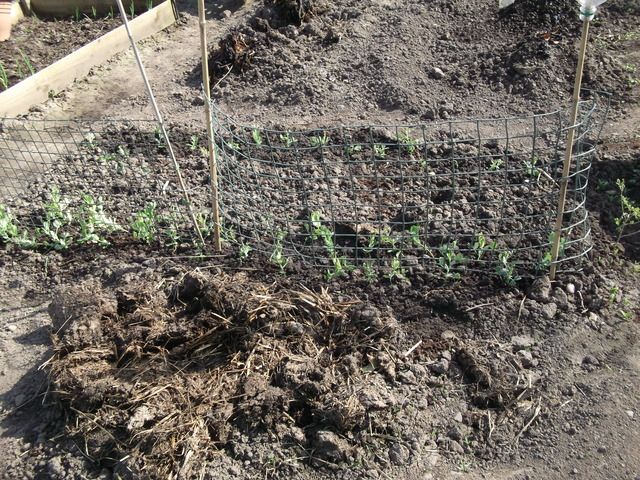 DSCF3195_1.jpg