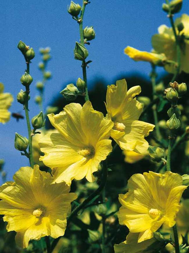 www.bluestoneperennials.com