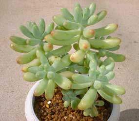sedum-pachyphyllum-2.jpg