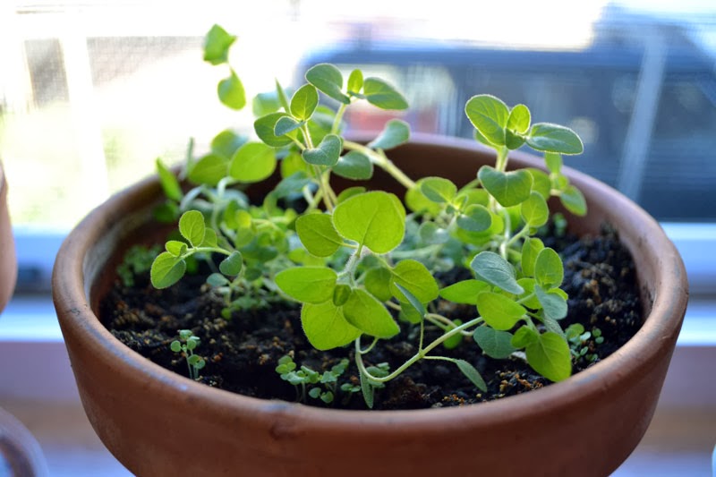 oregano1.jpg