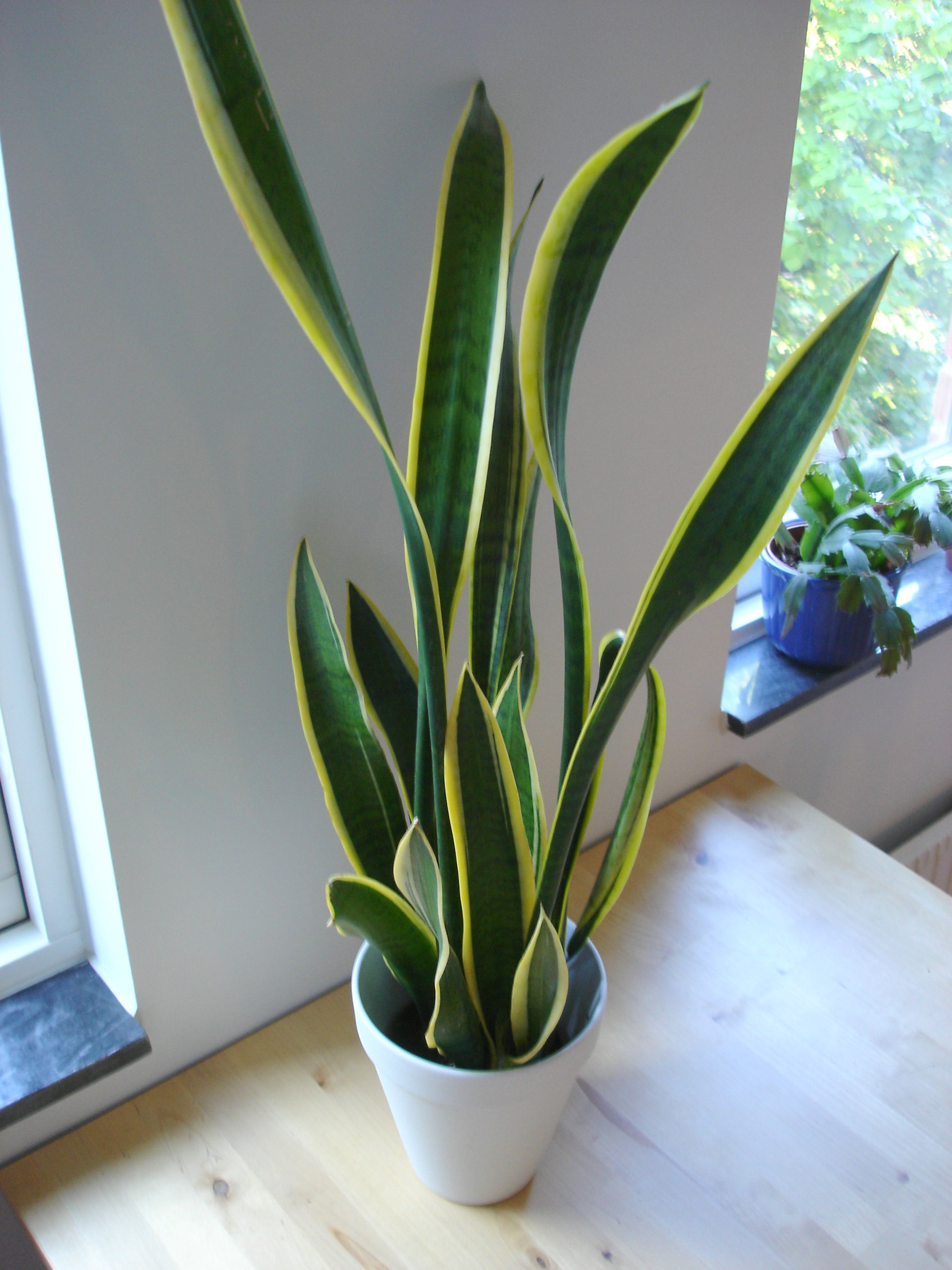 Snake_plant.jpg