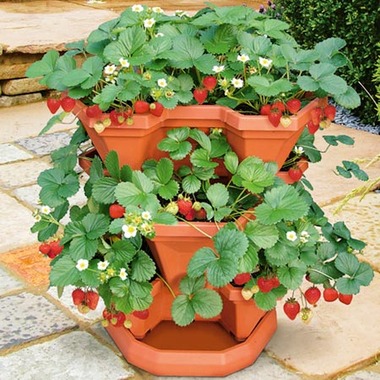 strawberry.detail.jpg