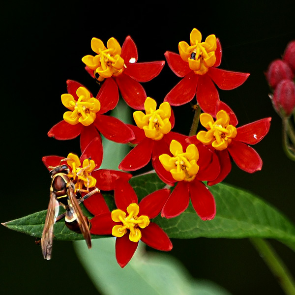 butterfly-weed-silky-deep-red-flowers.jpg