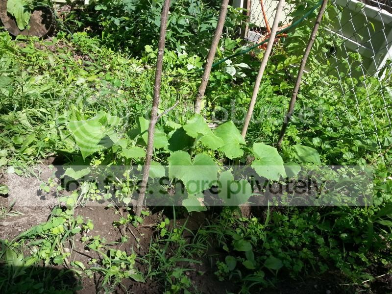 2014-06-27162108_zps13c3501e.jpg