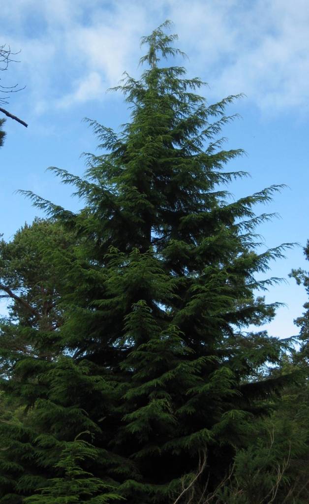 tsuga-heterophylla-glauca.jpg