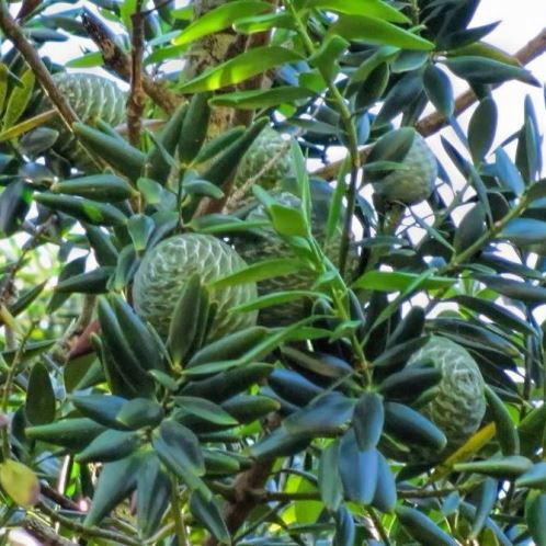 agathis-robusta-500.jpg