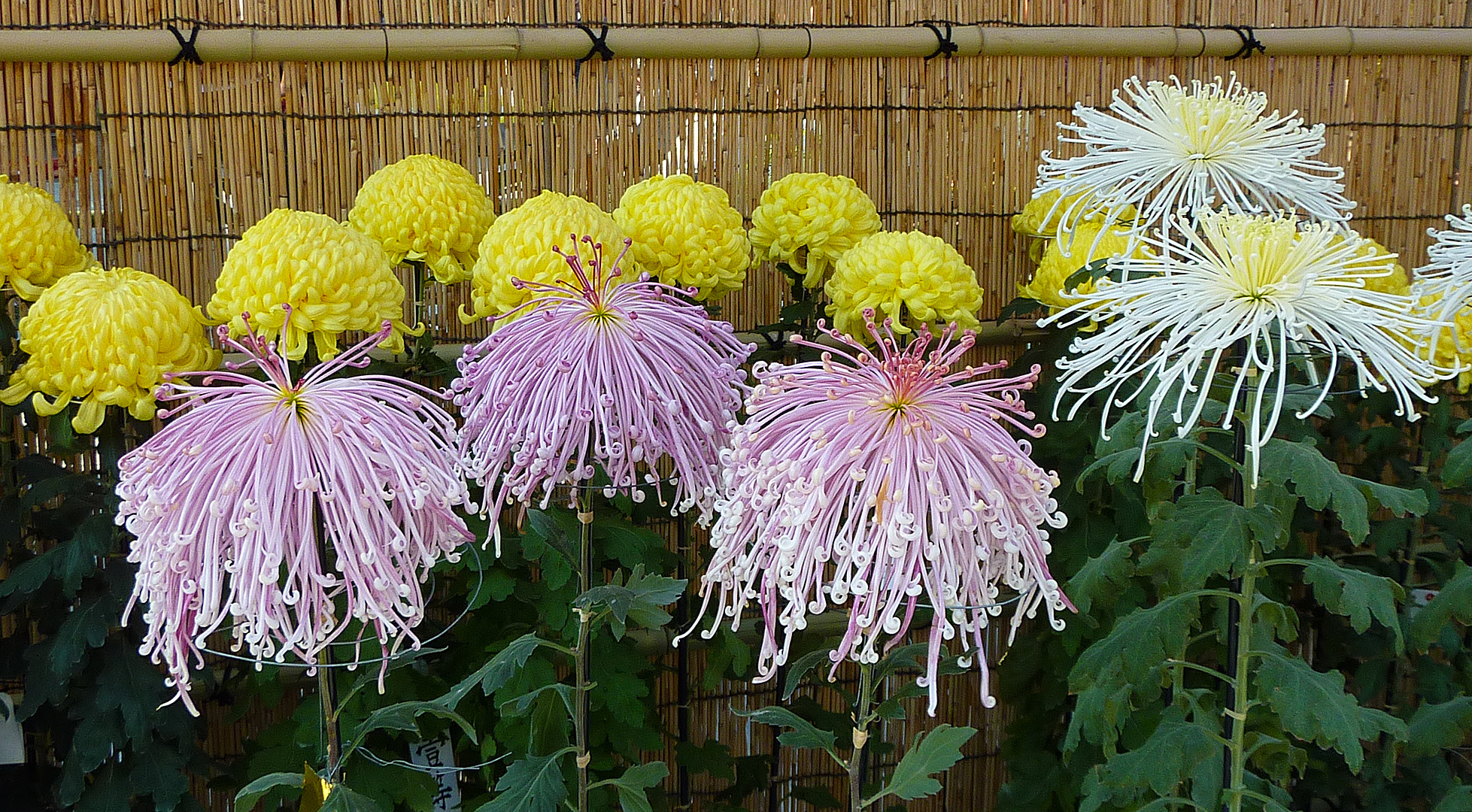 06130803japan-flowers.jpg