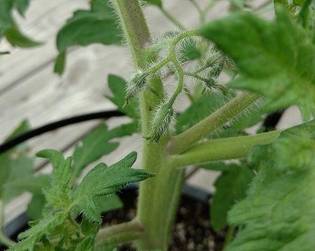 tomato%20blooming_zpswyw84q7t.jpg