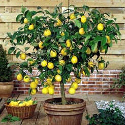 Citrus_lemon.jpg