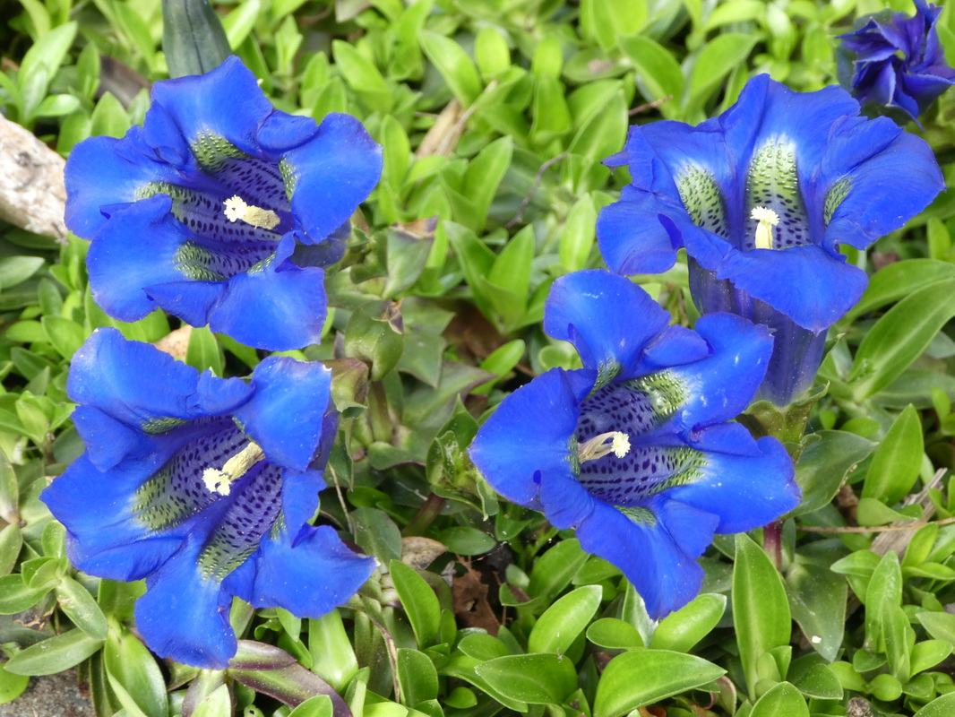 p1000005_orig.jpg