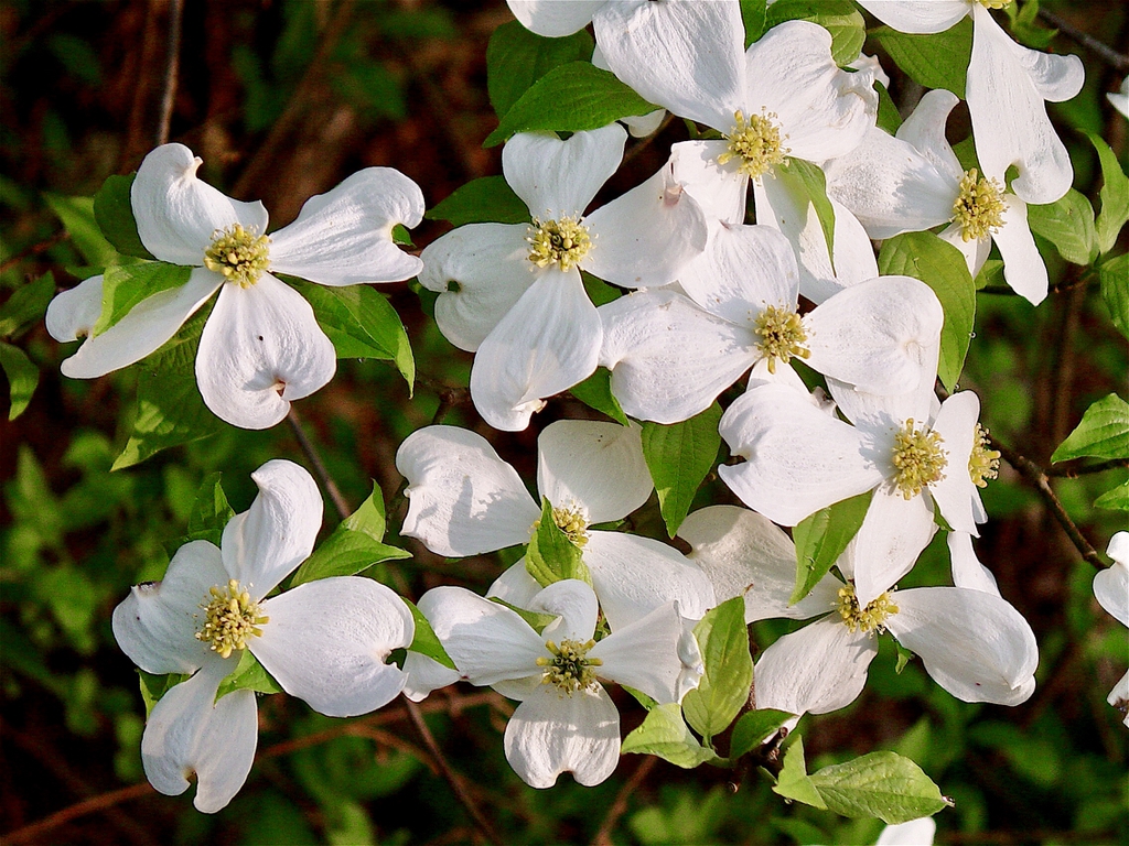 cornus_florida_jim_lawrence.jpg