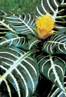 zebra-plant-aphelandra-squarrosa.jpg