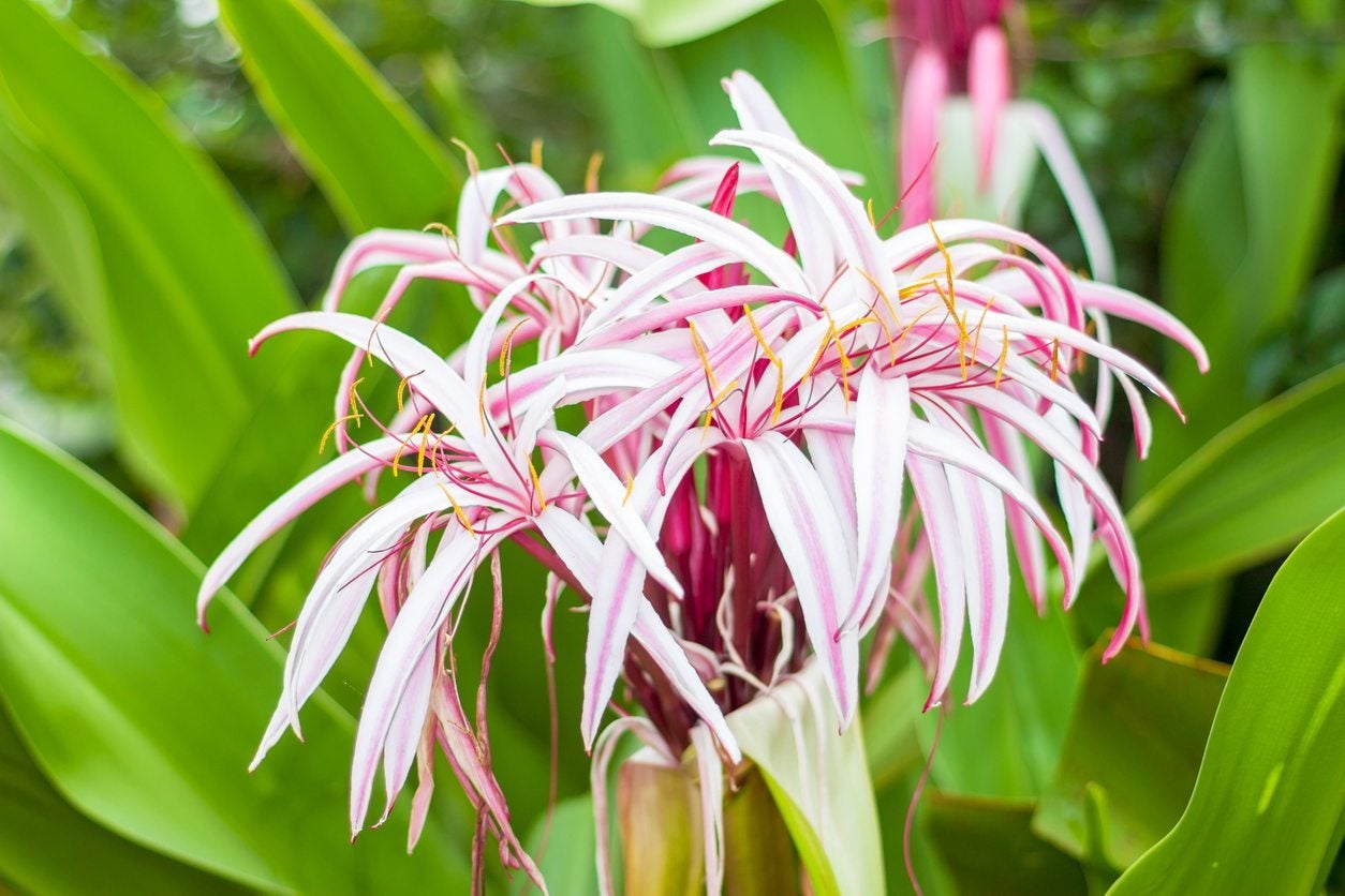 www.gardeningknowhow.com