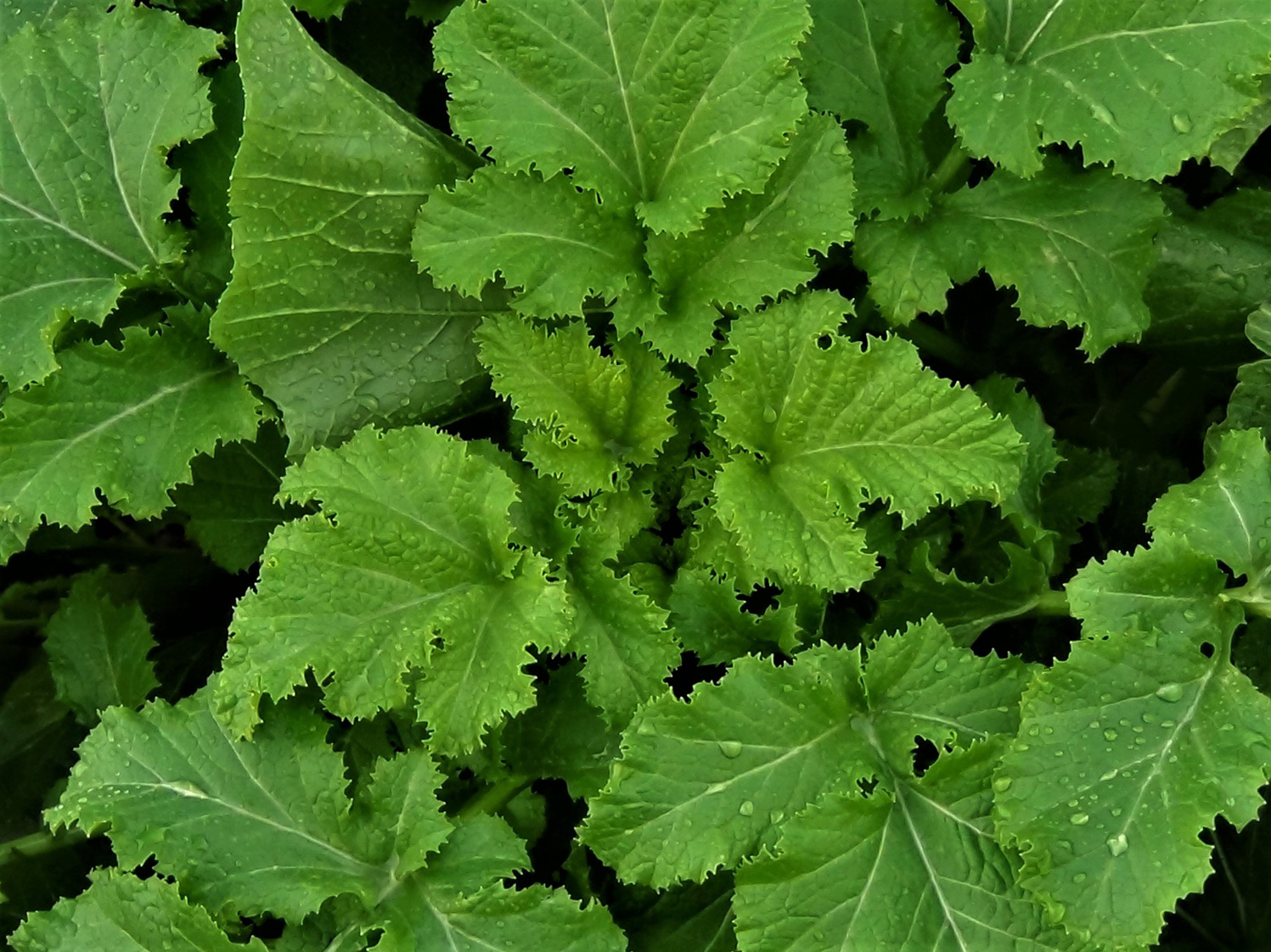 www.wildfooduk.com