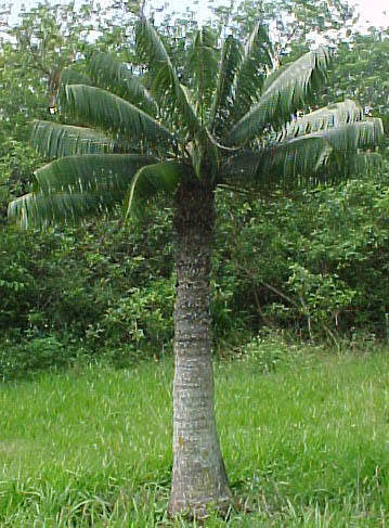 Microcycas_calocoma01.jpg