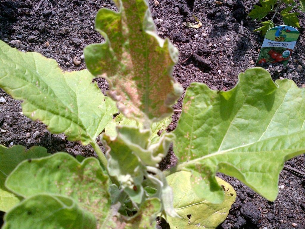 IMG-20130602-00319.jpg