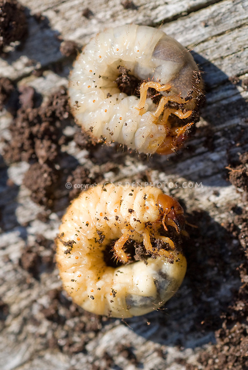 Vine-Weevil-Grub-33481.jpg