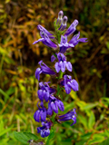 SCB_IMG0050.JPG