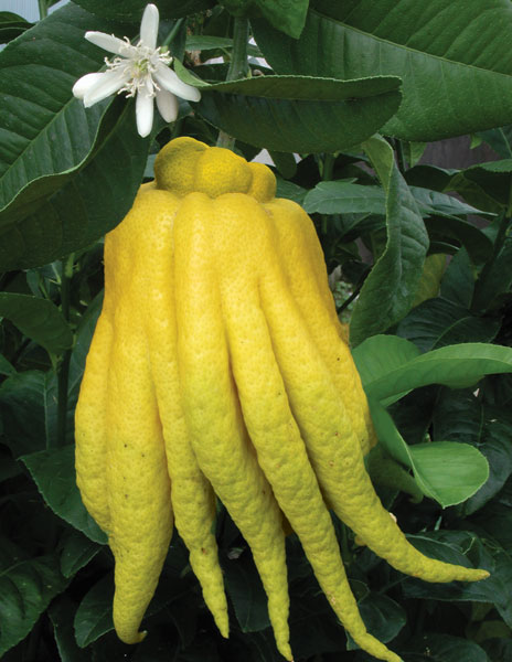 buddhashand.jpg