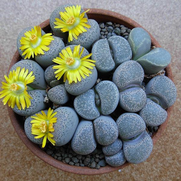 zywe-kamienie-kamyk-litops-lithops_4742.jpg