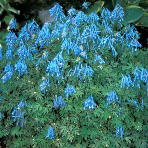 Corydalis-China-Blue-1-510x510.jpg