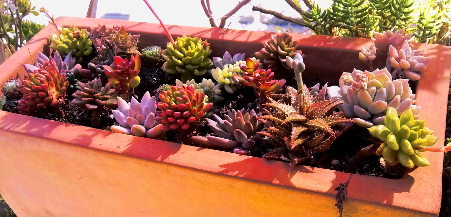 Succulents.jpg