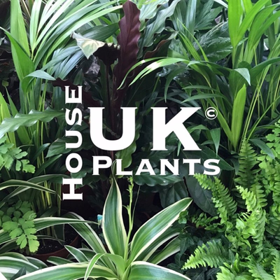 www.ukhouseplants.com