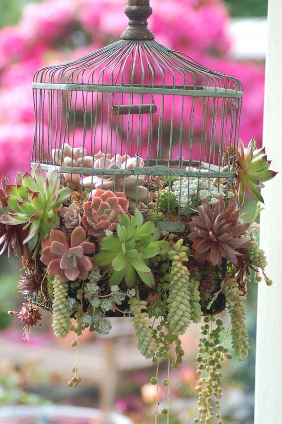 birdcage2.jpg
