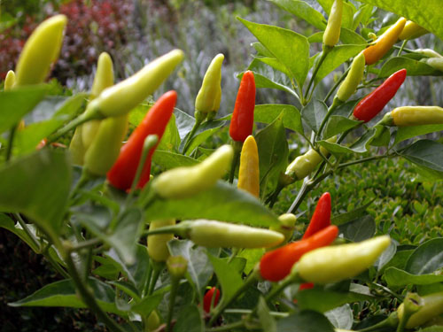 PEPPER-PLANT.jpg