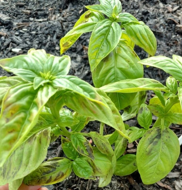 basil201_zpsugrg34jl.jpg