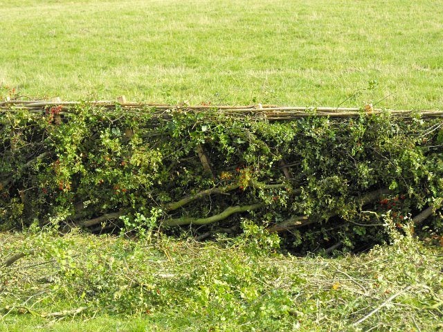 www.gardeningknowhow.com
