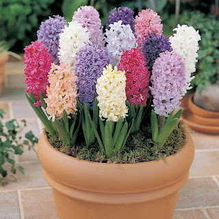 hyacinth.jpg