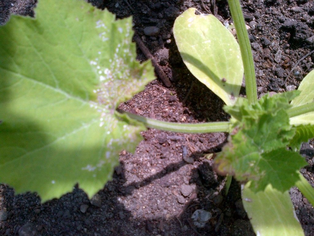 IMG-20130602-00318.jpg