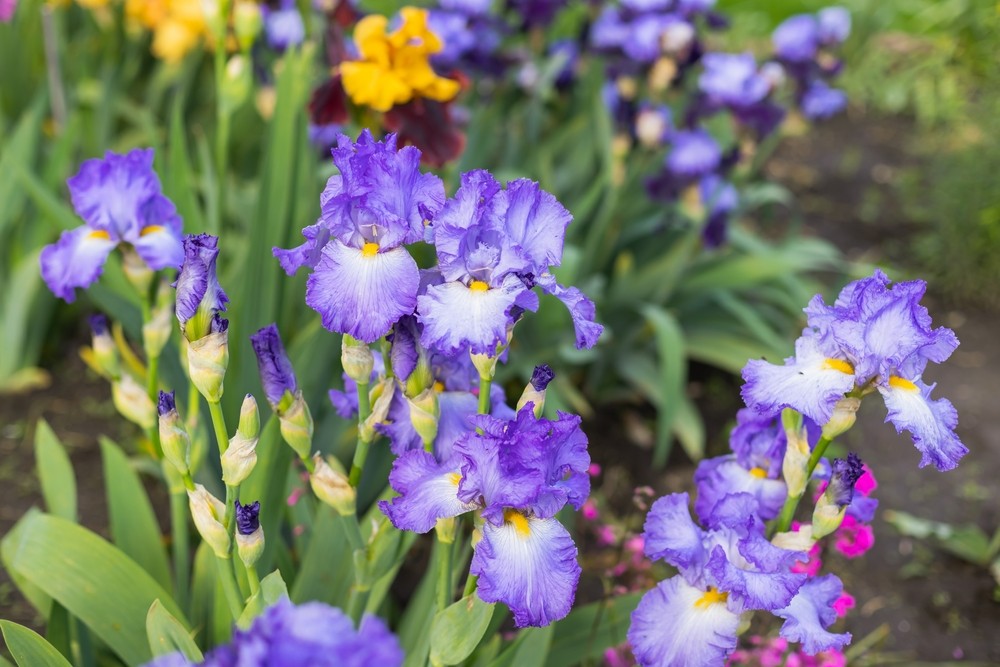 blog.gardenloversclub.com