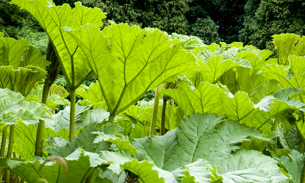 gunnera.jpg