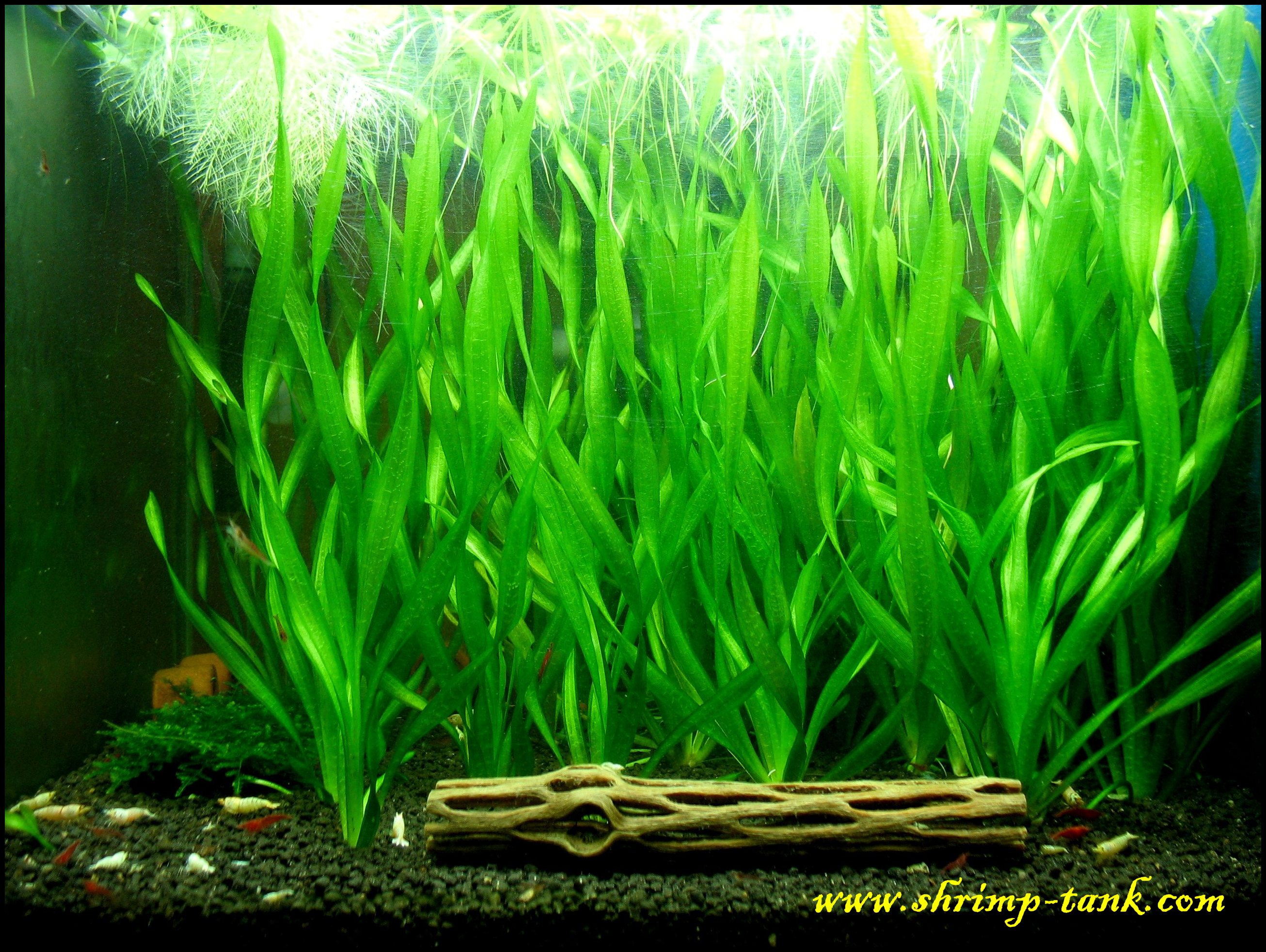 Vallisneria-corkscrew.jpg