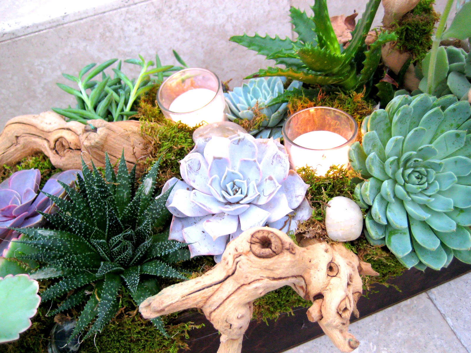 succulent+3.jpg