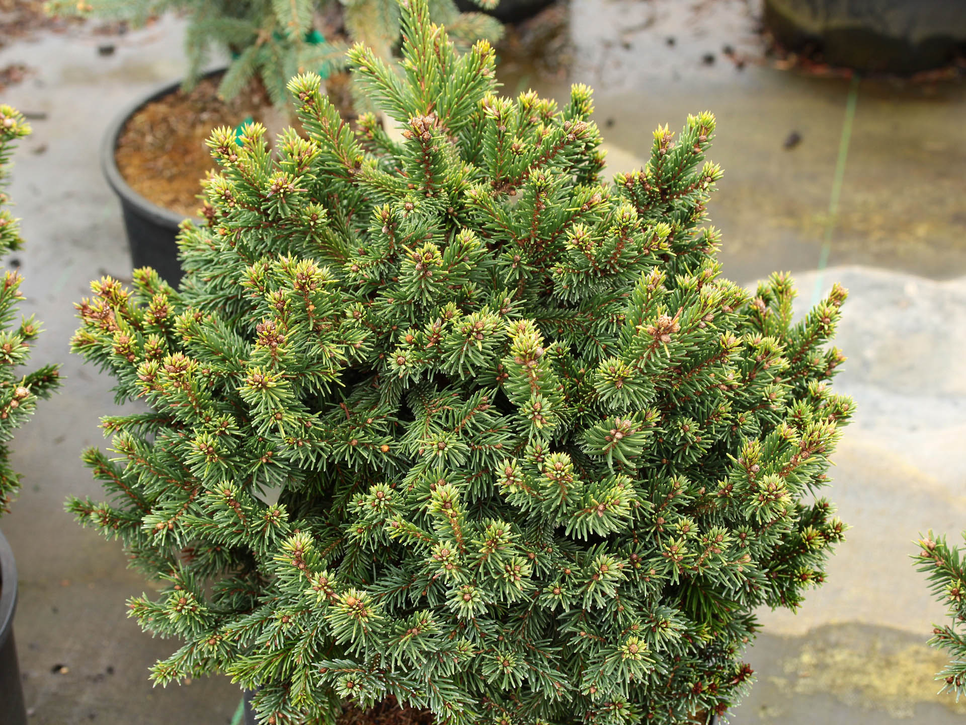 www.coniferkingdom.com