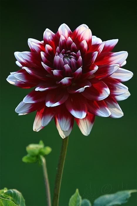 IMG_5386_Dahlia.jpg