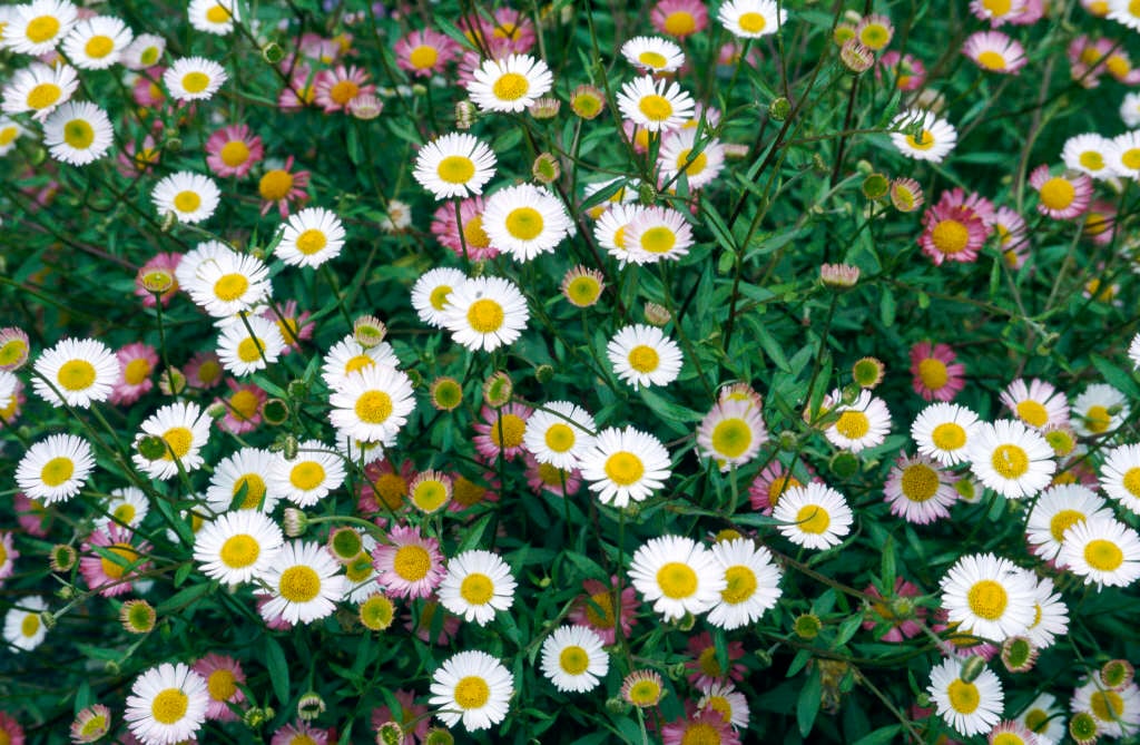 www.rhs.org.uk