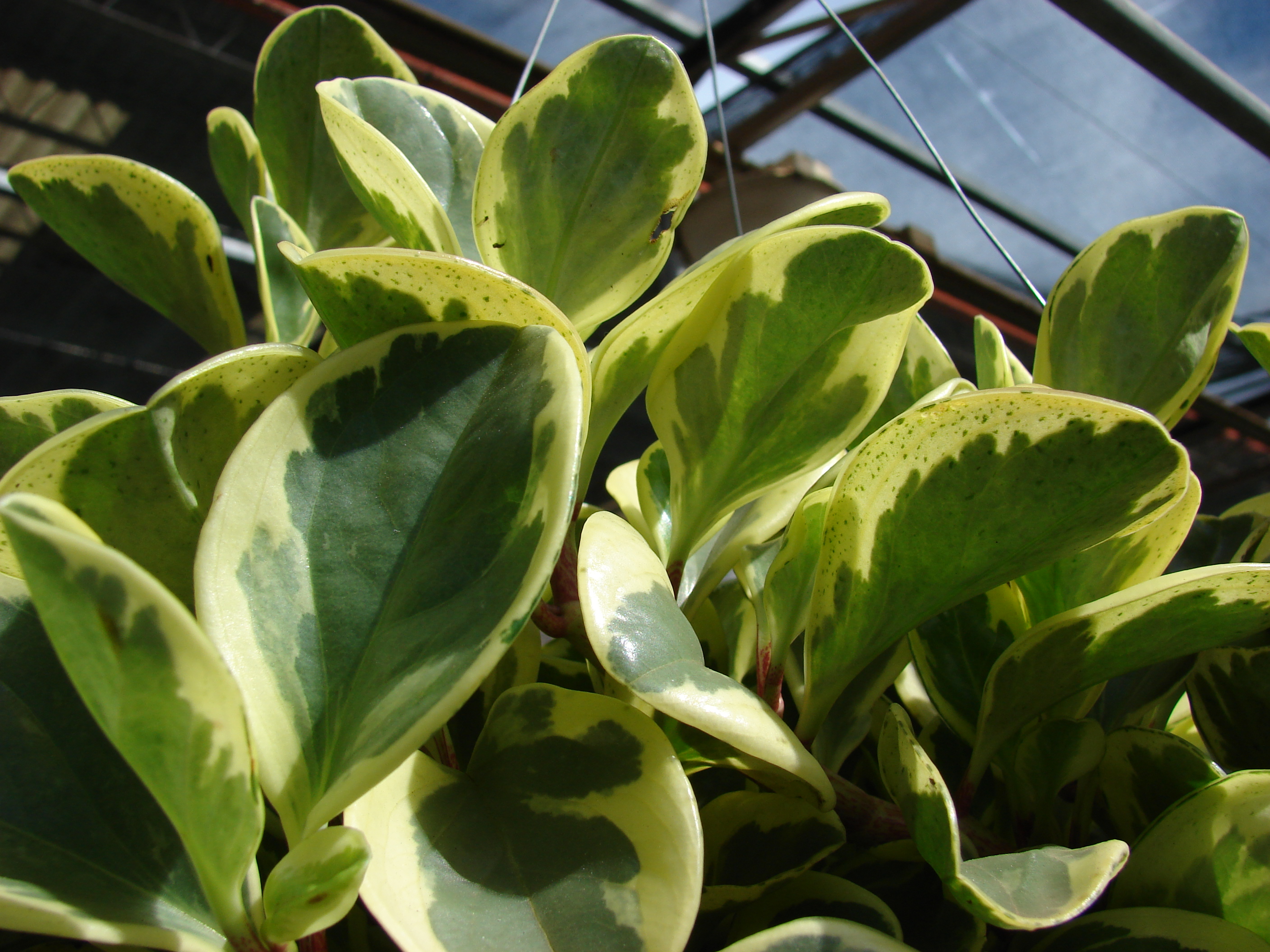 Starr_080117-2126_Peperomia_sp..jpg