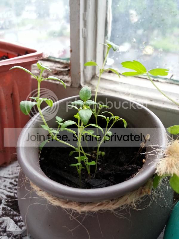 2014-06-25180607_zps5df2bf86.jpg