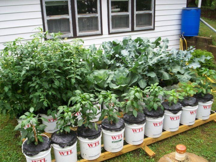 Recycled Bucket Gardening Container Gardening For Apartment
