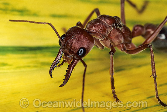 24T5805-02-bull-ant.jpg