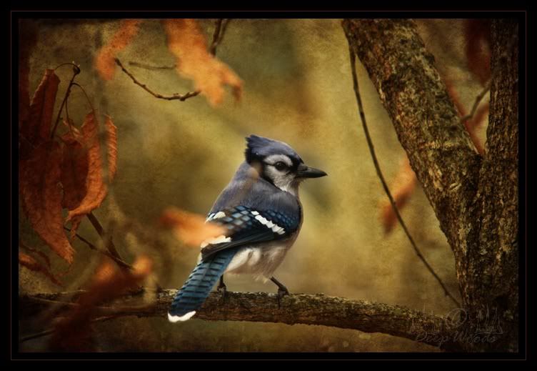 BlueJayTexture1.jpg