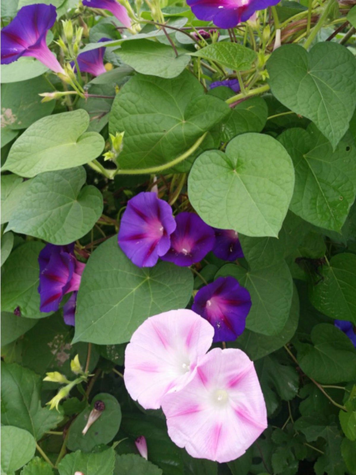 www.gardeningknowhow.com