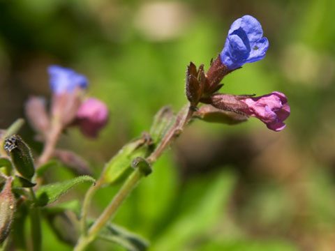 9-Flowers-That-Thrive-in-the-Shade-06-sl.jpg