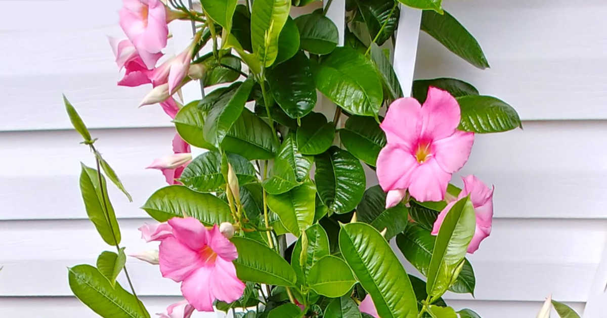 thegardeningcook.com
