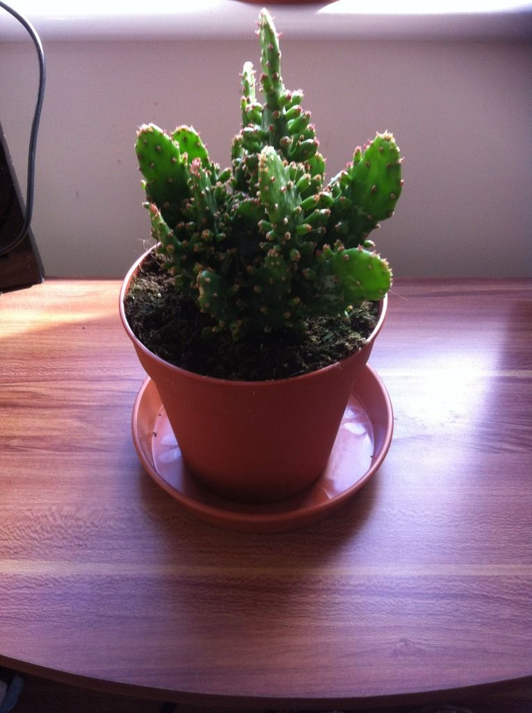 House%20Plant%20Opuntia%20Monacvantha.jpeg
