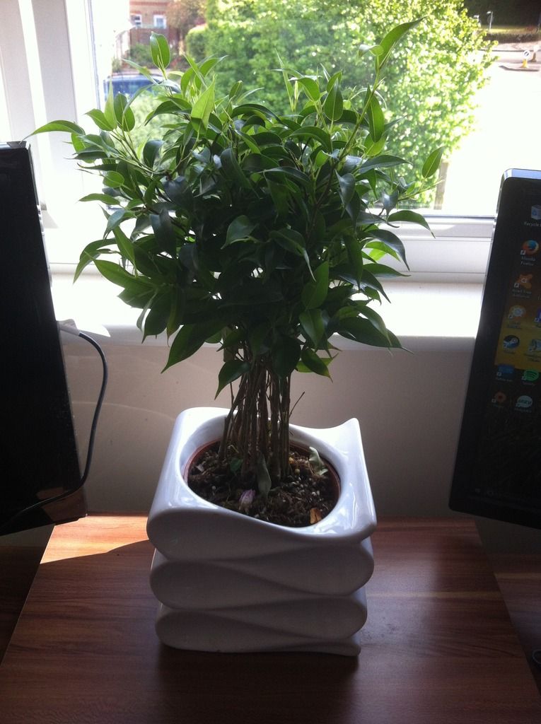 House%20Plant%20Weeping%20Fig.jpeg